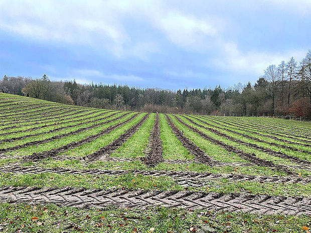 Ein Foto vom "Ostangler-Wald", der 2021 gepflanzt wurde. Die Bäumchen sind natürlich noch winzig.