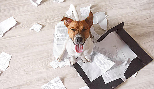Ein kleiner braun-weißer Hund sitzt inmitten von Papierchaos, offensichtlich hat er Dokumente zerrissen. Er scheint extrem stolz auf sein Werk zu sein.