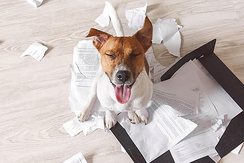 Ein kleiner braun-weißer Hund sitzt inmitten von Papierchaos, offensichtlich hat er Dokumente zerrissen. Er scheint extrem stolz auf sein Werk zu sein.
