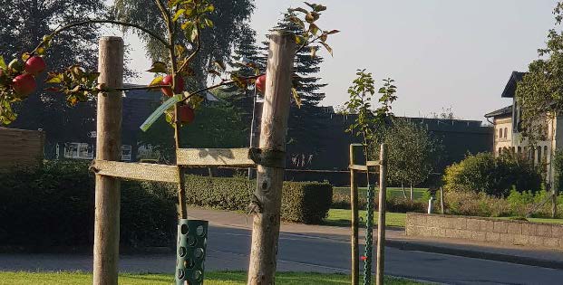 Ein junger Apfelbaum, gepflanzt von der Ostangler in Tolk.